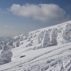 drzewa na zboczu Śnieżnika